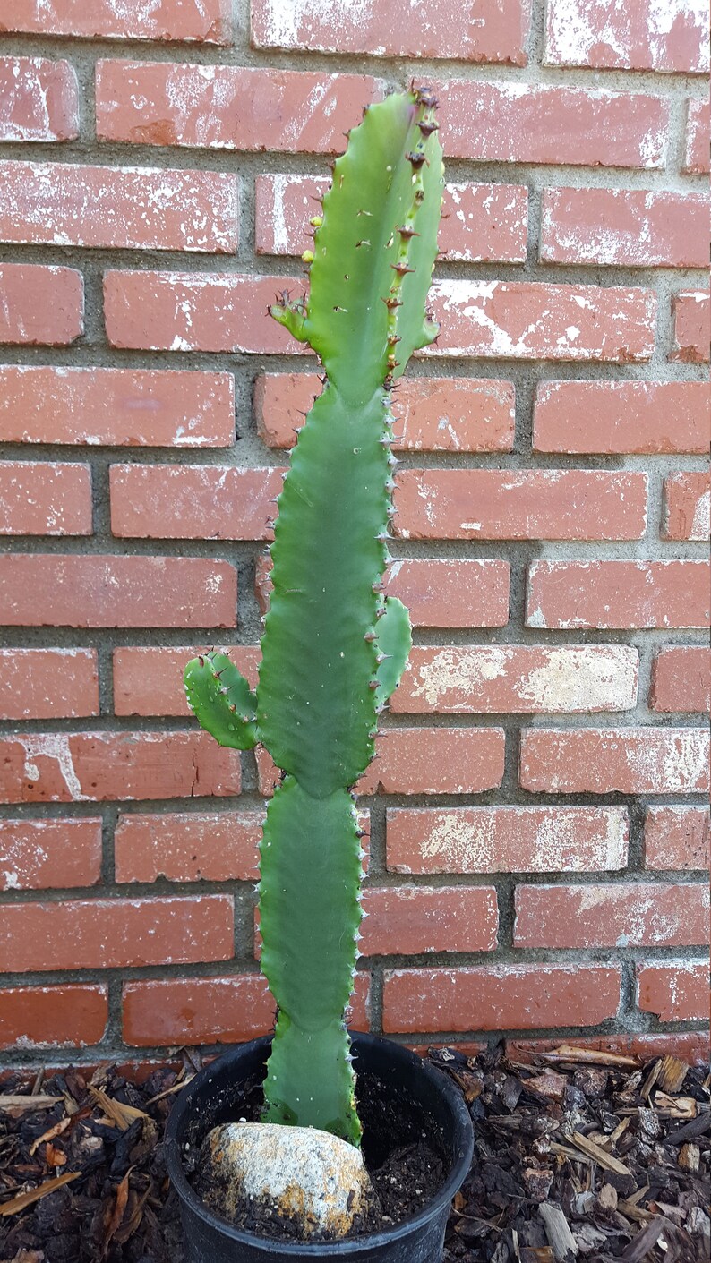 Euphorbia Ingens Candelabra Tree Cutting with Branches