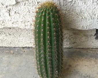 Echinopsis spachiana, Golden Torch Cactus Cutting