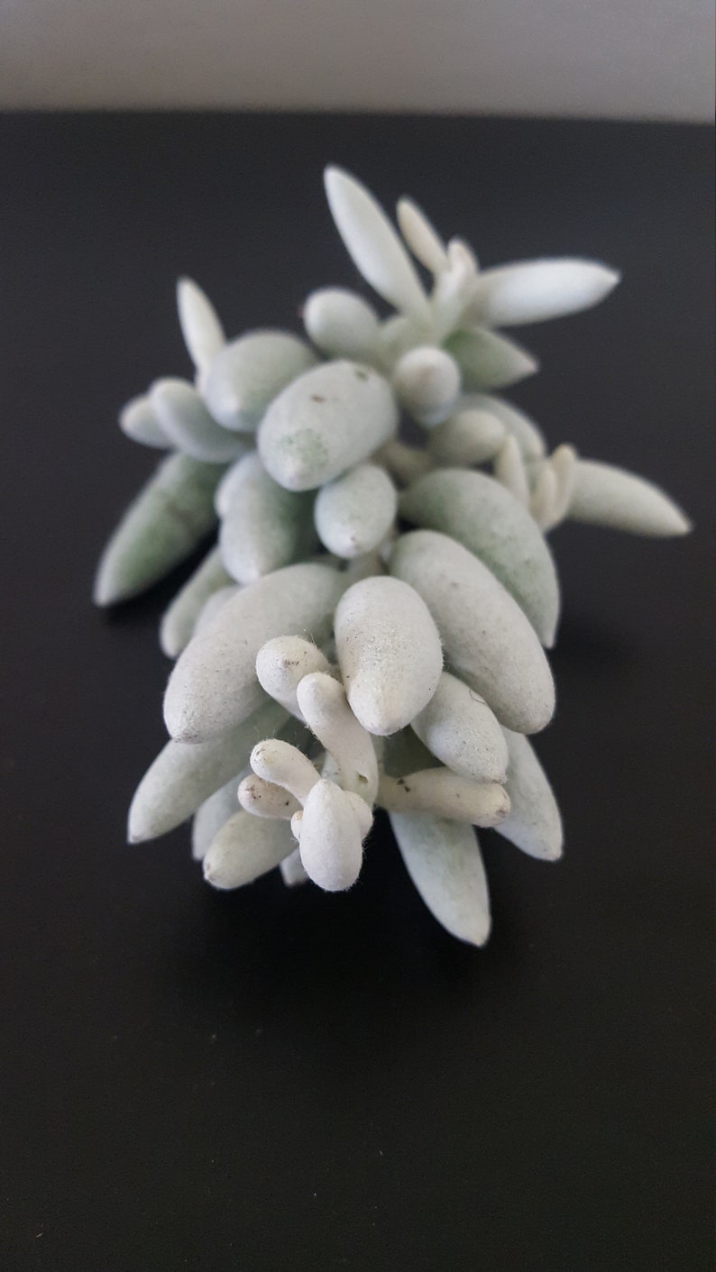 Senecio Haworthii Crescent Moon Succulent Cutting