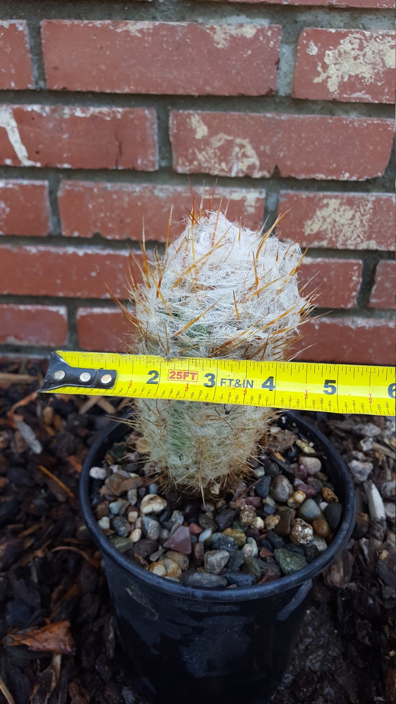 Old Man of the Andes Cactus Well Rooted