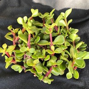 Jade 10 Succulent Cuttings