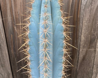 Brazilian Blue Cactus-Succulent Cutting