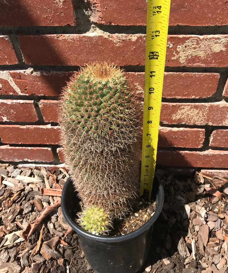 Epic Cactus Outdoor Gardening Home Living Seasonalliving Com