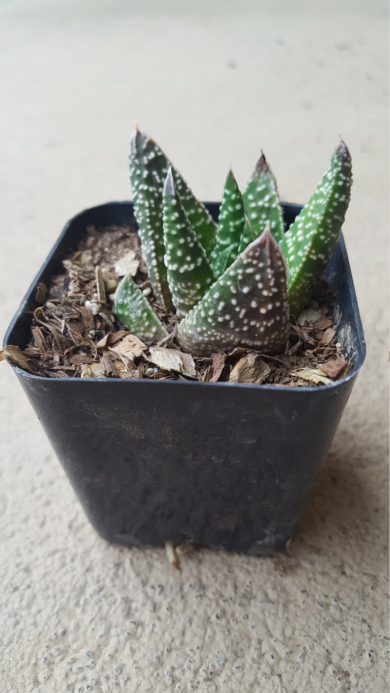Gaster aloe Flow Aloe Exceptional texture