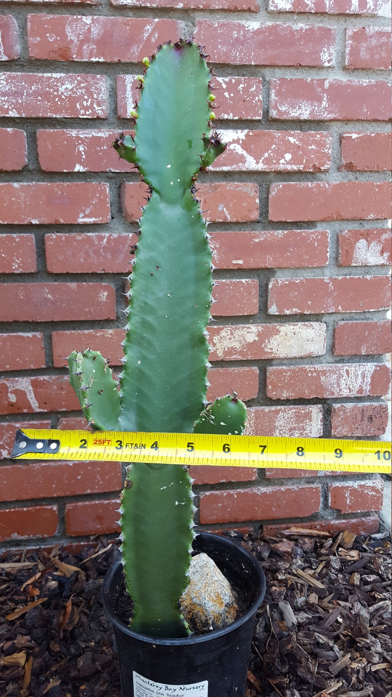Euphorbia Ingens Candelabra Tree Cutting with Branches