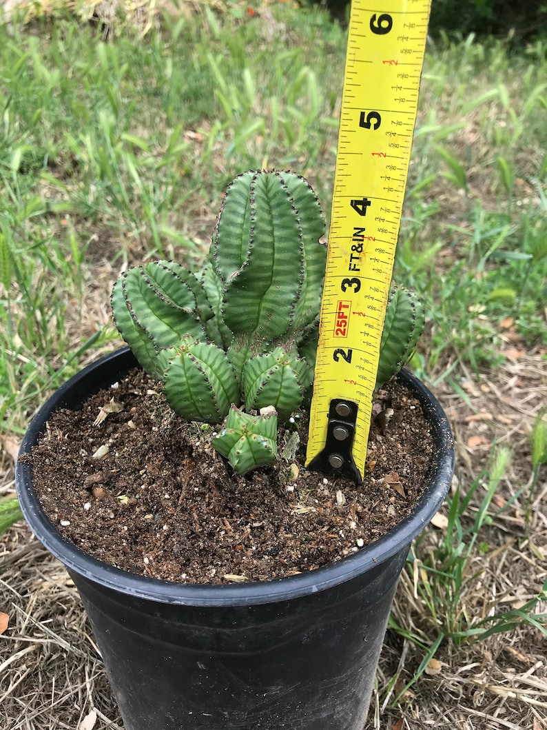 Euphorbia Anoplia Rare Adorable Succulent image 3