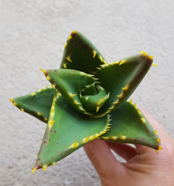 Aloe Vera Tigers Tooth Succulent Cutting Etsy