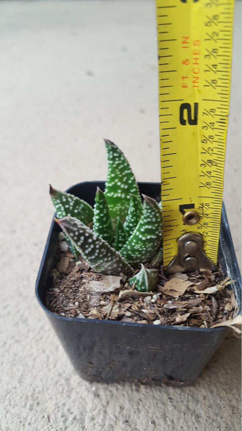 Gaster aloe Flow Aloe Exceptional texture