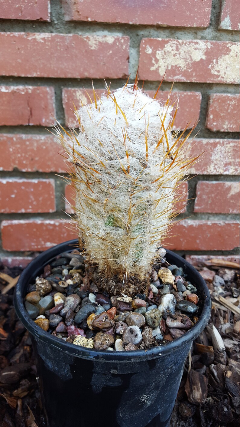 Old Man of the Andes Cactus Well Rooted