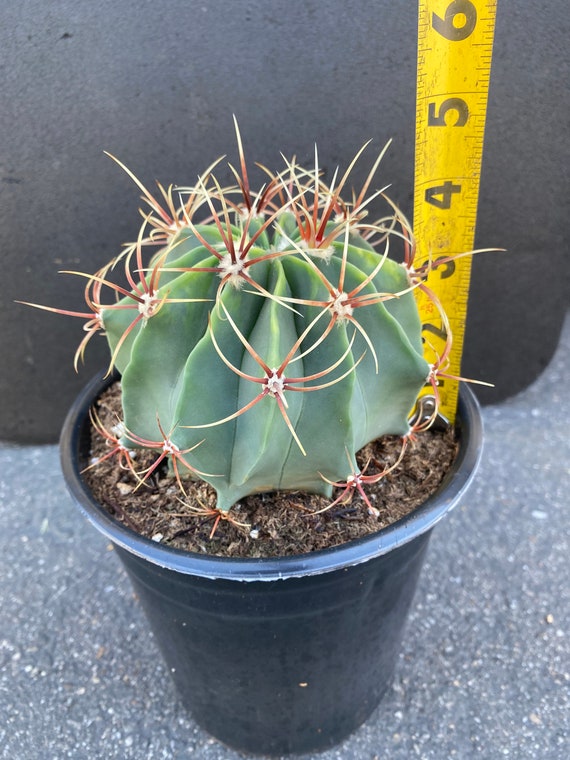 Fish Hook Barrel Cactus 