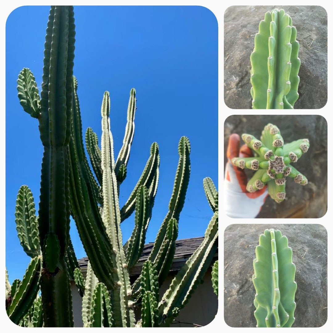 Peruvian Apple Cactus 6 Inches Tall Cutting Etsy