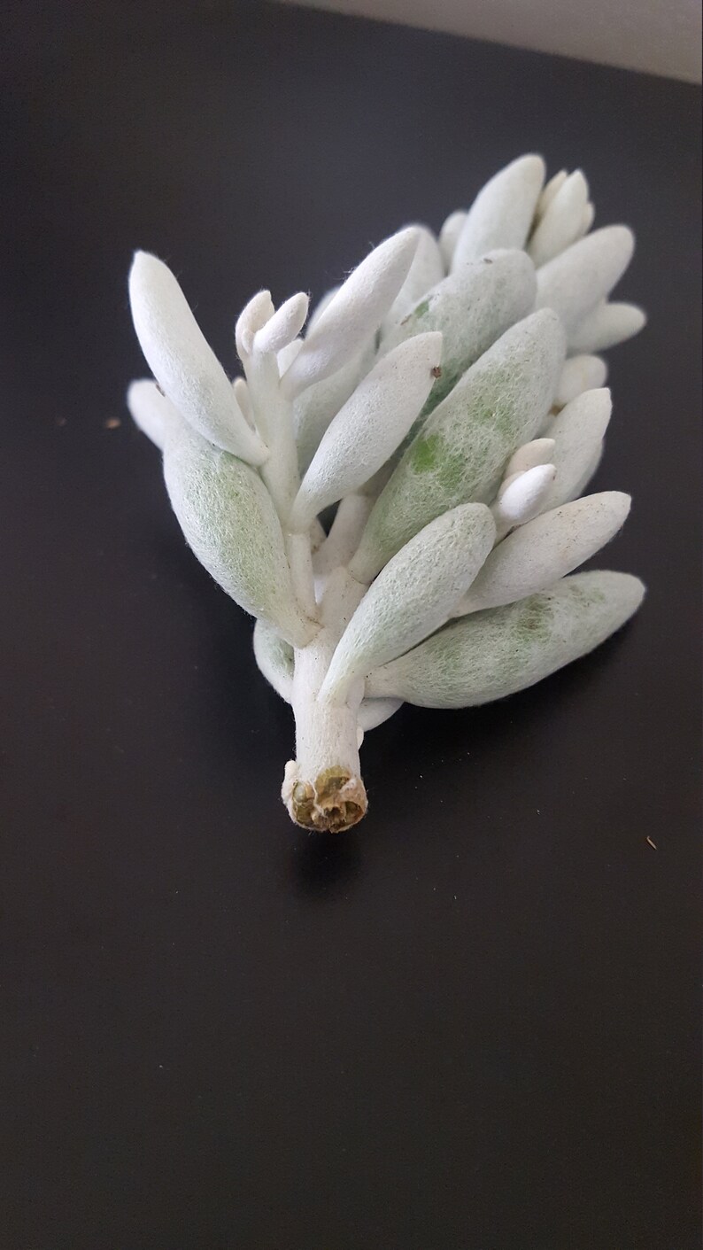 Senecio Haworthii Crescent Moon Succulent Cutting