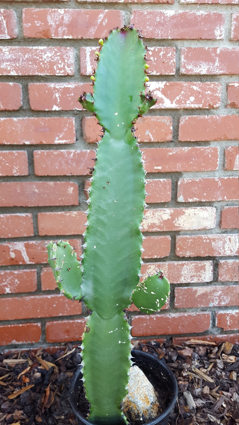 Euphorbia Ingens Candelabra Tree Cutting with Branches