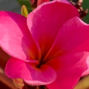 Plumeria Pink One 8-10 Inch Tall Cutting