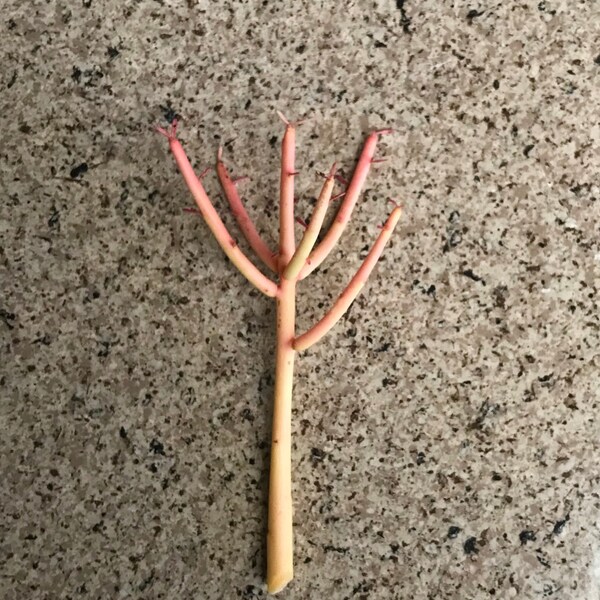 Fire Sticks Succulent Cutting