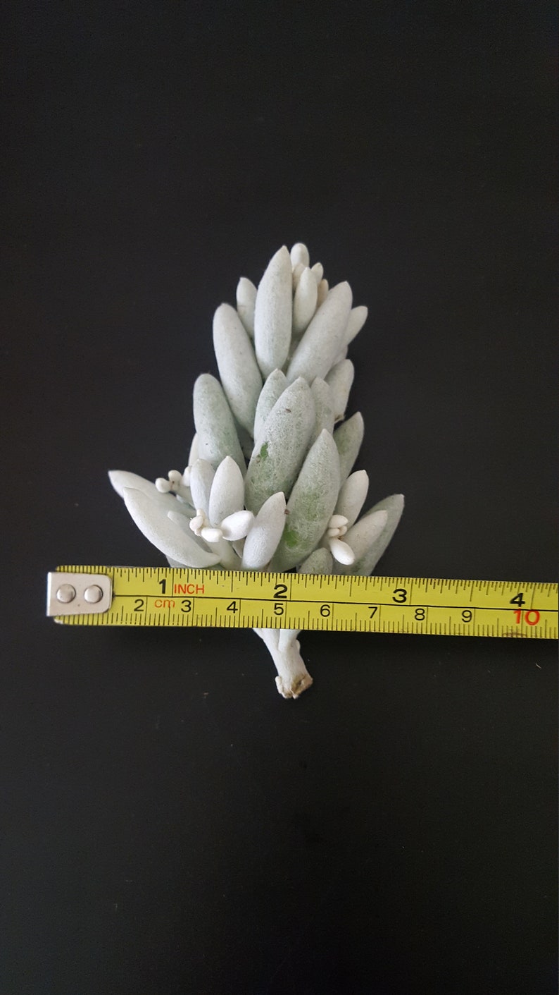 Senecio Haworthii Crescent Moon Succulent Cutting