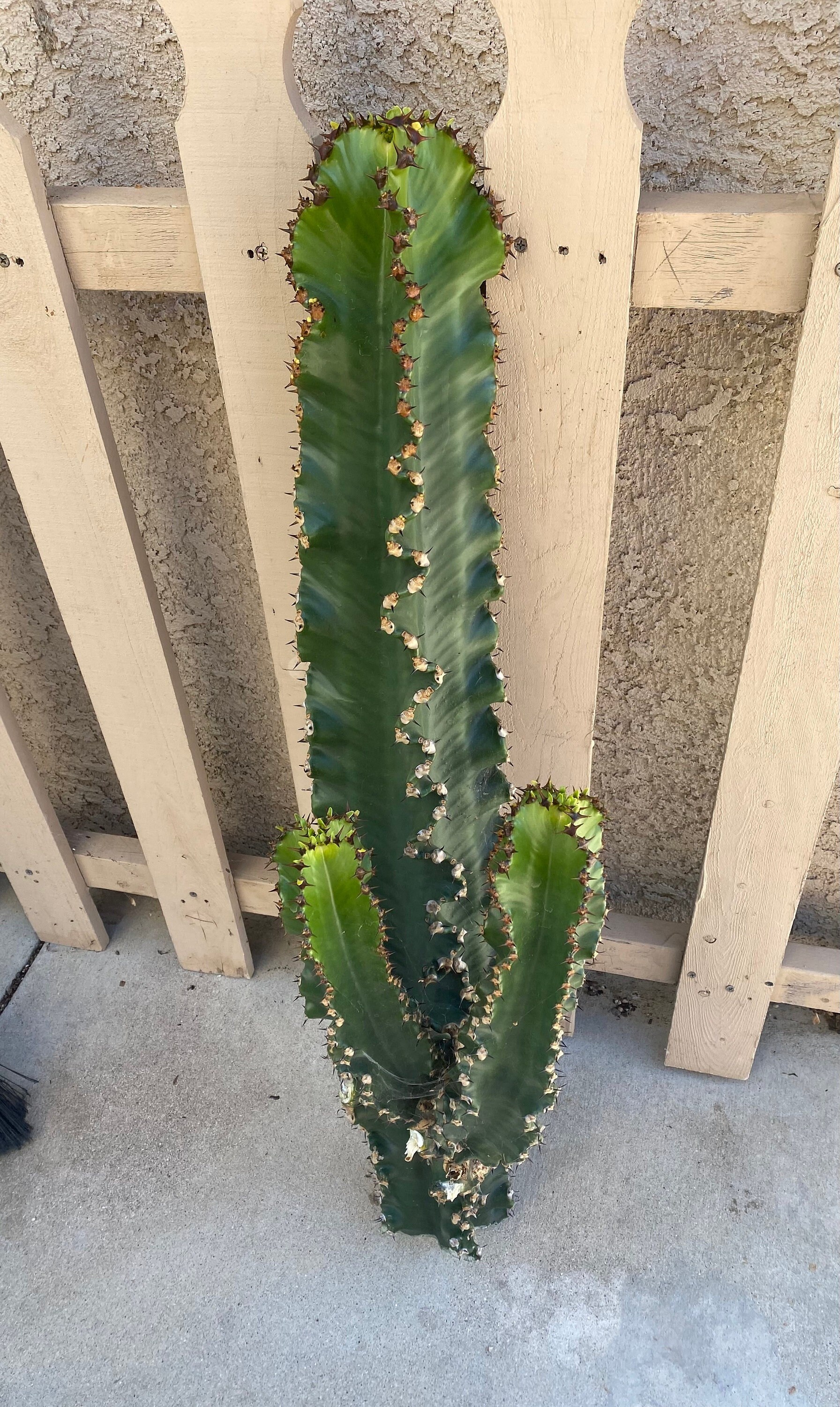 Euphorbia ammak - Etsy 日本 Euphorbia ammak - Etsy 日本