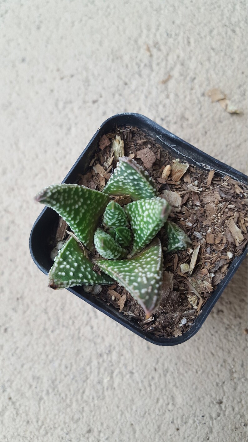 Gaster aloe Flow Aloe Exceptional texture