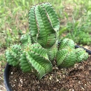 Euphorbia Anoplia Rare Adorable Succulent image 5