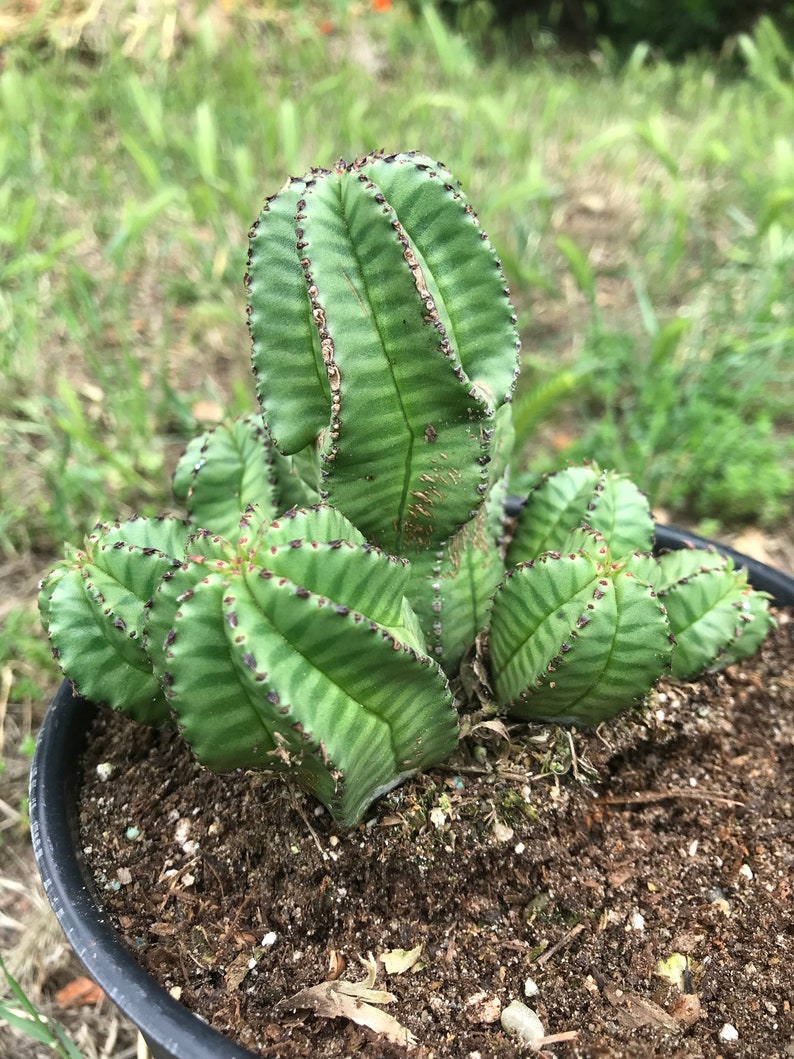 Euphorbia Anoplia Rare Adorable Succulent image 5