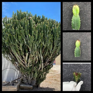 Euphorbia Ingens Cutting, 6 Inches Tall
