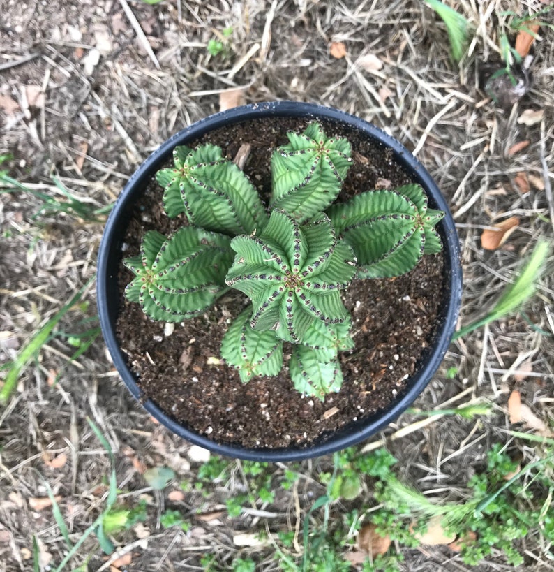 Euphorbia Anoplia Rare Adorable Succulent image 2