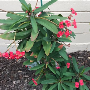 Crown of Thorns 4inches Euphorbia Milii Suculent cutting