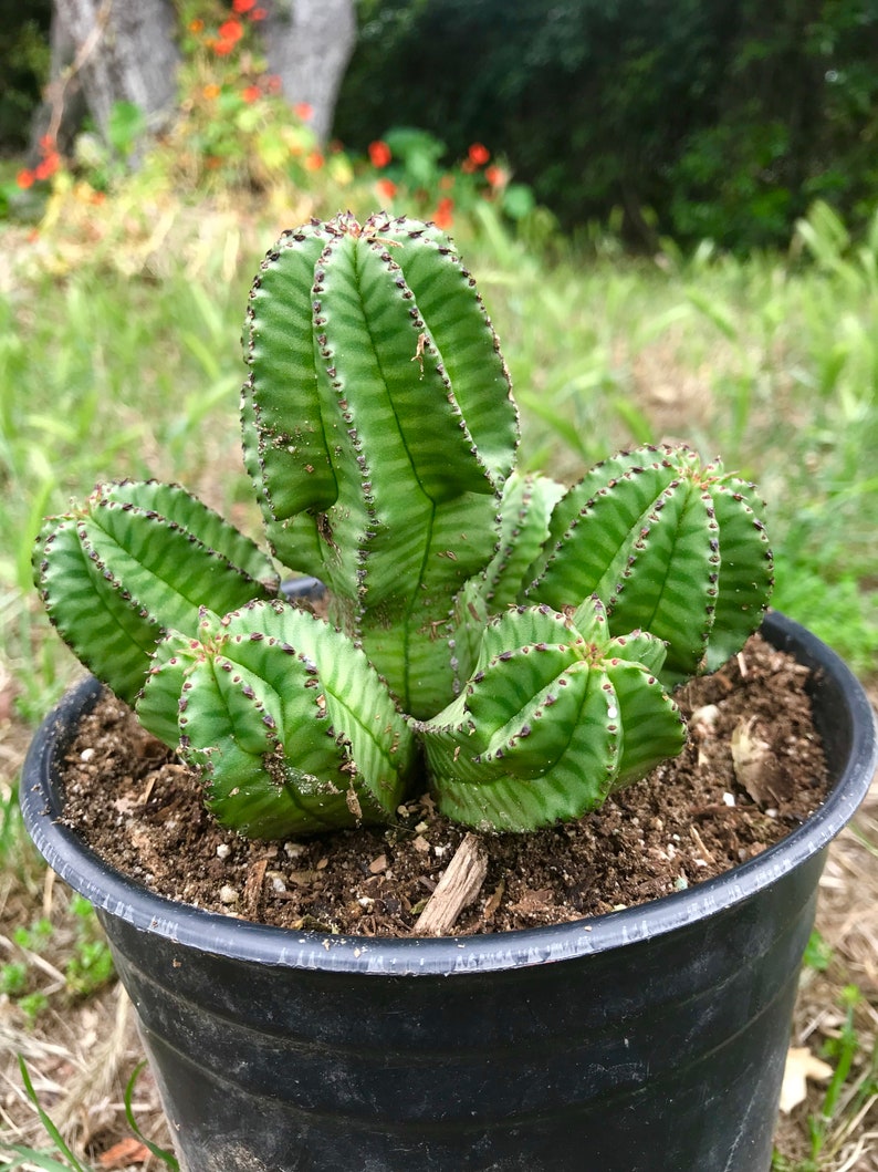 Euphorbia Anoplia Rare Adorable Succulent image 1