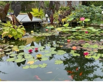 Hardy Water Lily Rhizomes Mixed Colors Live Pond Plant Winter Hardy Tubers