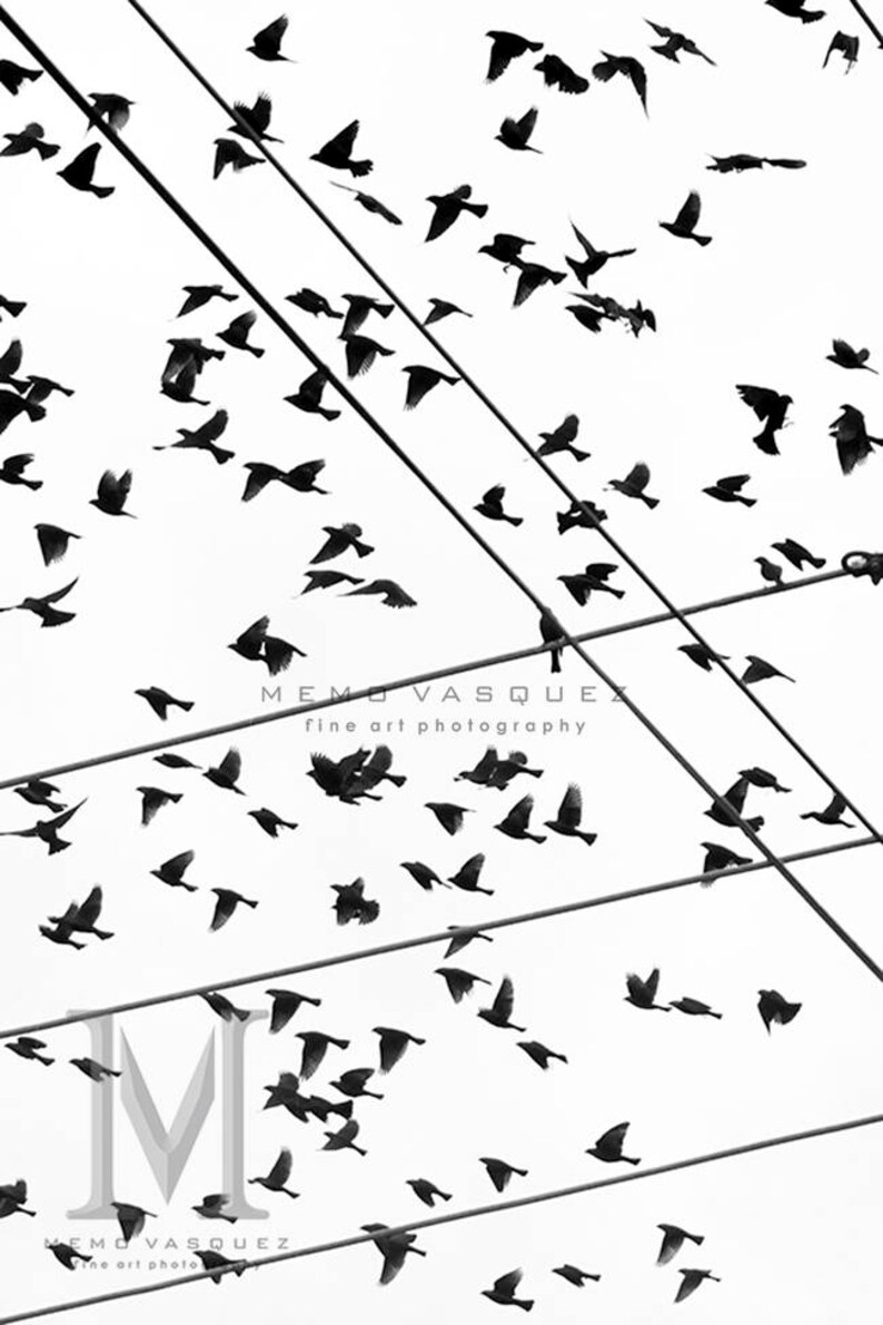 Black and White, Minimalist, Wall Decor, Stylish, Fine Art, Birds and