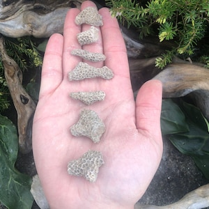 1 pc Small Fossilized Coral Chunk