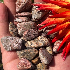 Tumbled Leopard Jasper