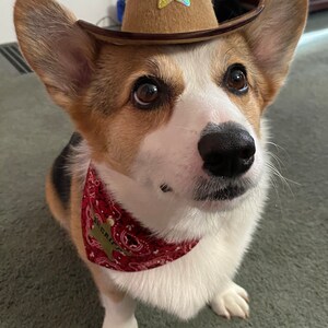 May include: A white and brown corgi dog wearing a brown cowboy hat with a gold star and a red bandana with a gold sheriff's badge.