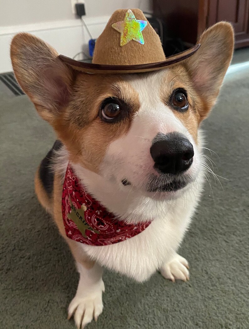 May include: A white and brown corgi dog wearing a brown cowboy hat with a gold star and a red bandana with a gold sheriff's badge.