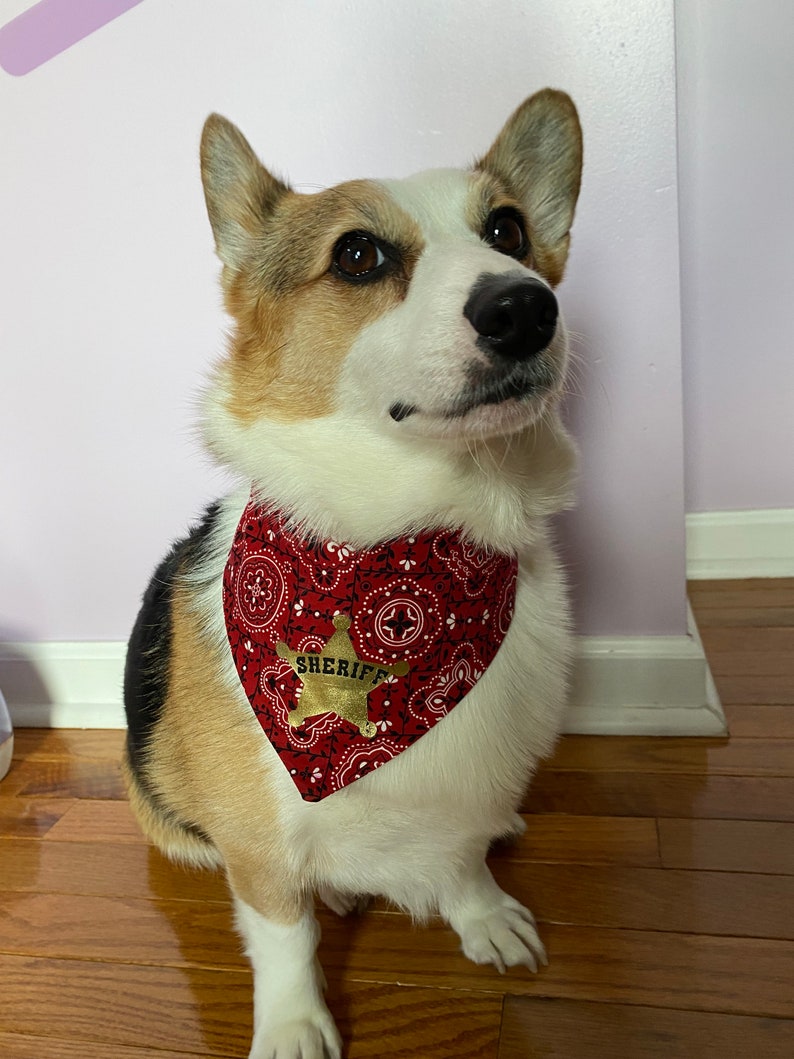 May include: A white, brown, and black corgi dog wearing a red bandana with a gold sheriff's star badge.