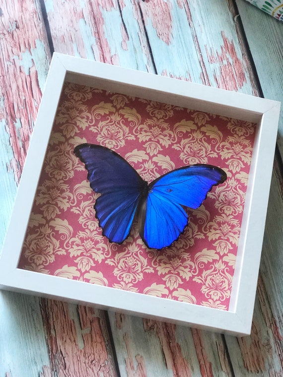insect art butterfly art Earthy home decor natural decor real butterfly in frame nature decor entomology bohemian art boho