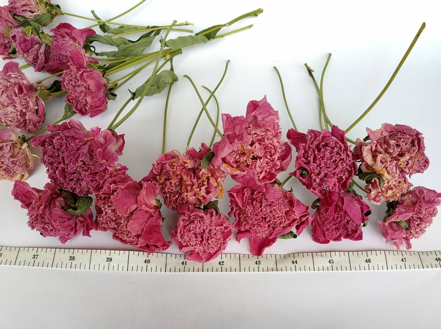 Dry peonies wedding Dried pink peonies bunch Organic dry Etsy