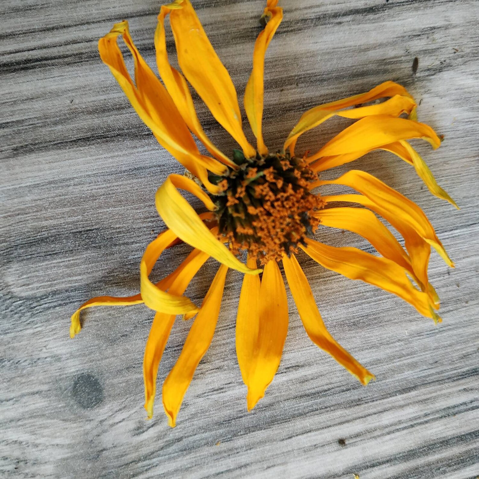Dry flowers yellow rudbeckia. Rudbeckia flowers dried. Organic Etsy