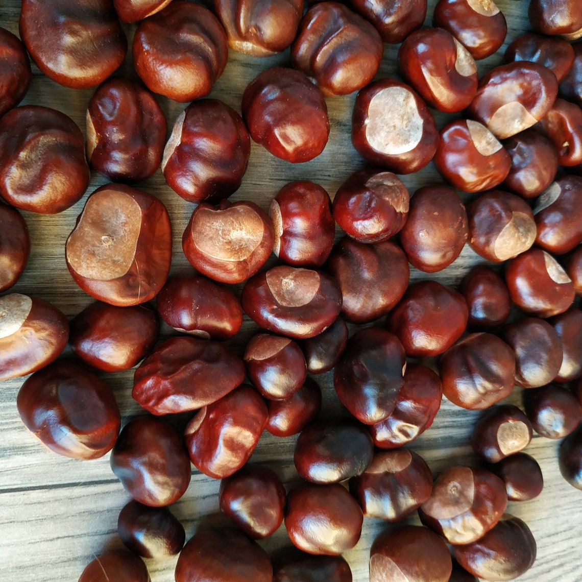 100 Pcs Horse Chestnuts. Real Organic Dried Chestnuts. Etsy