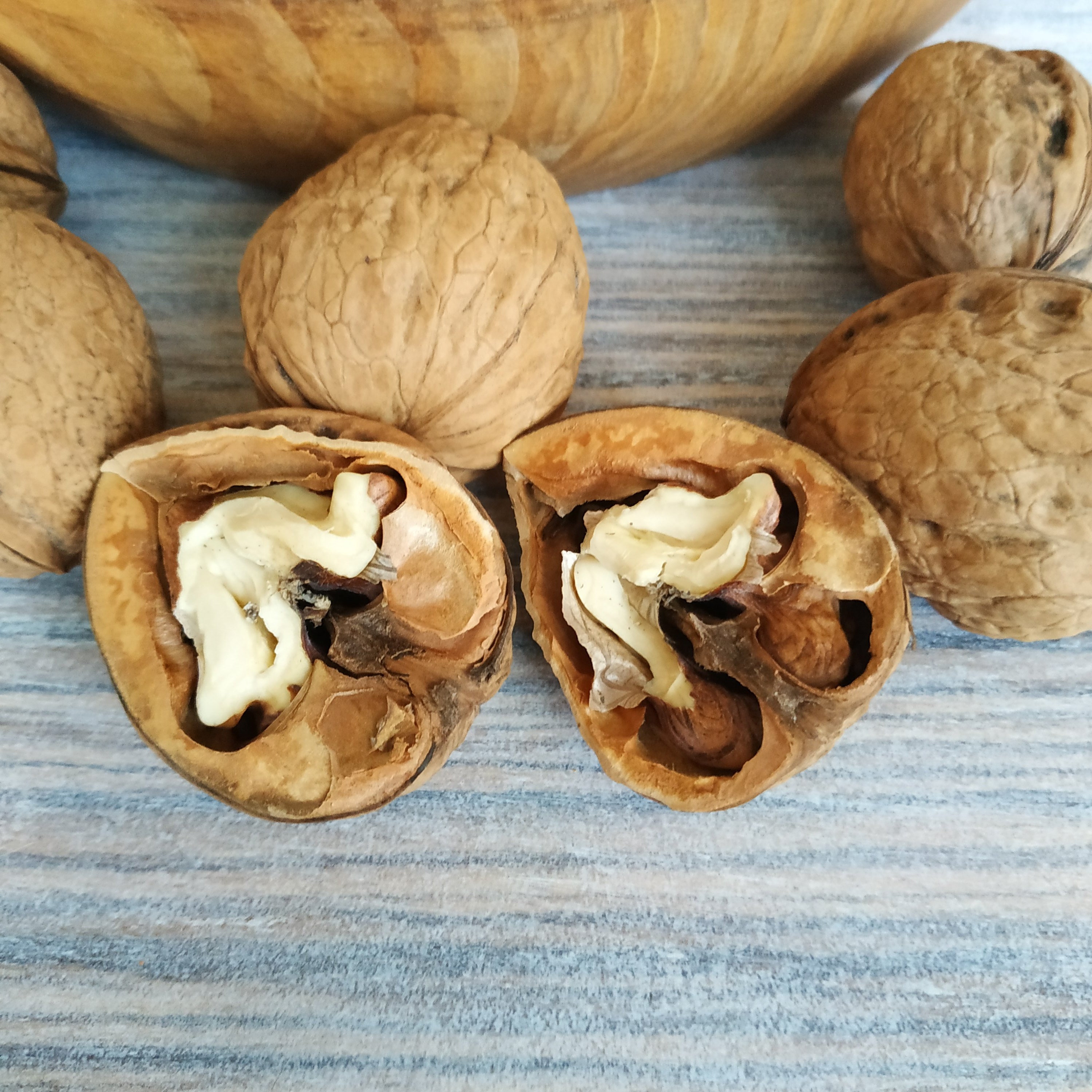 Walnuts in shell 1 lb Organic whole walnuts Natural dried nuts Etsy