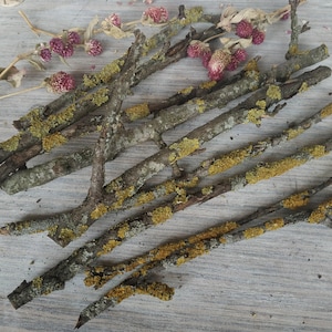 Rami di muschio di lichene 9 pezzi Rami di legno naturale essiccati di mela Rami di melo naturale con corteccia Decorazione per terrario Ramoscelli Decorazione naturale artigianato