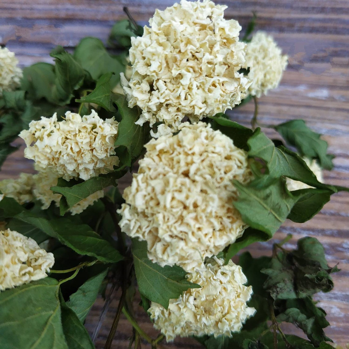 White dried flowers viburnum. Real flowers viburnum. Dried Etsy