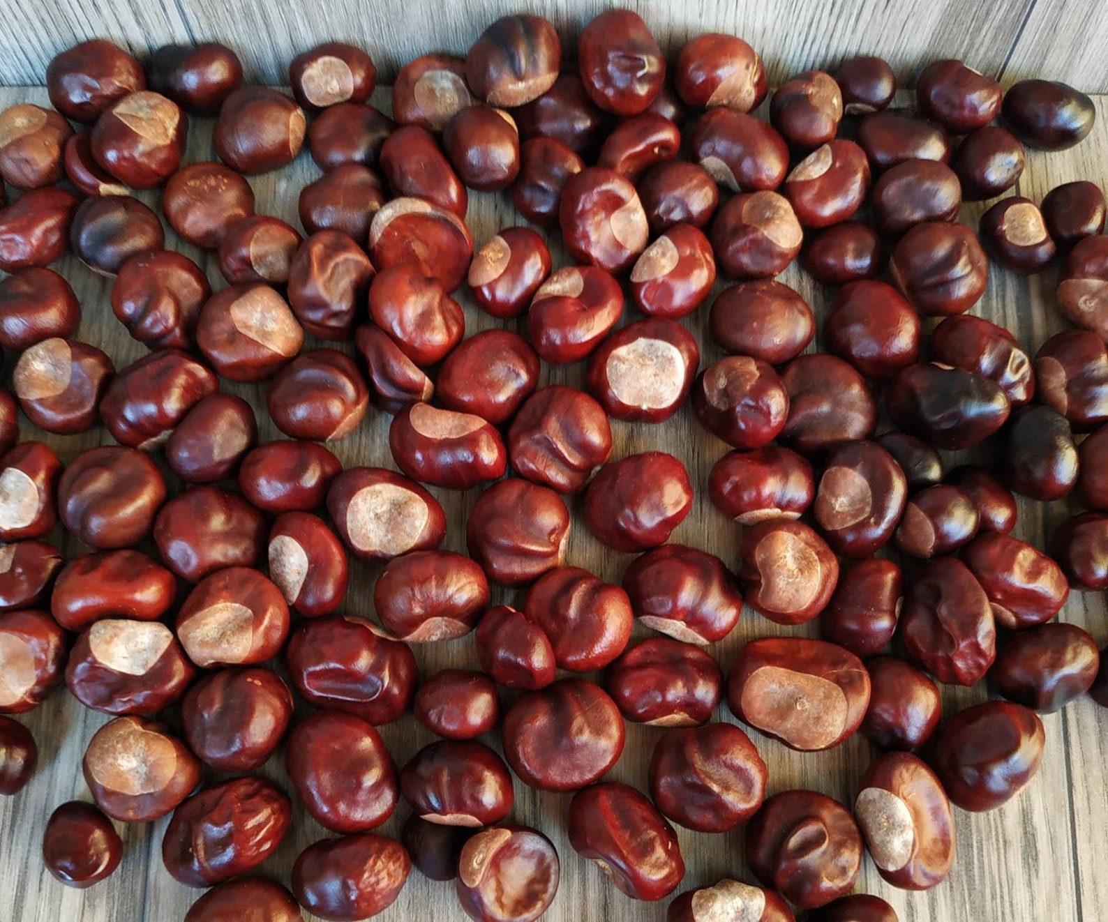 100 pcs horse chestnuts. Real organic dried chestnuts. Etsy