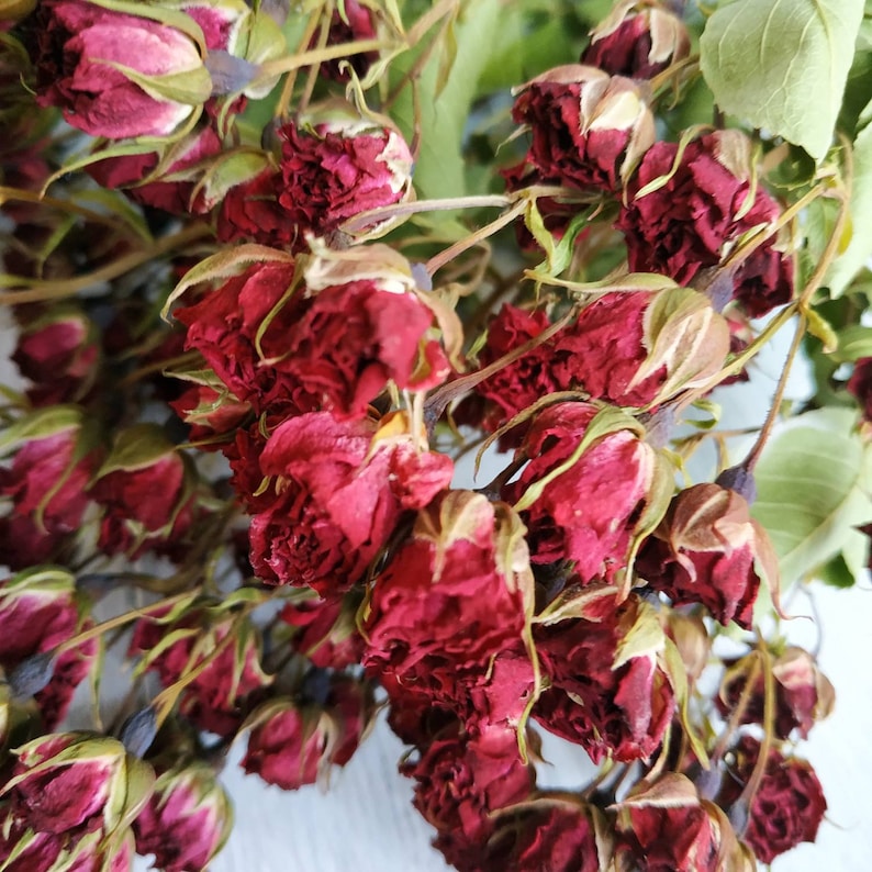 Small dried roses Dried roses bouquet Dried mini roses flower with stem Dry flowers burgundy