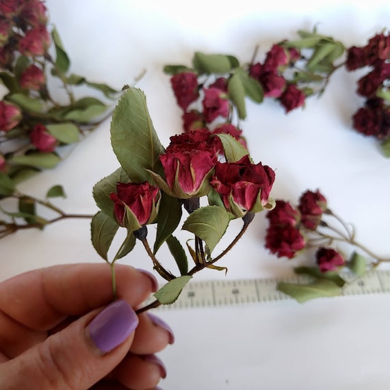 Small Dried Roses With Stem. Dried Roses Mini Bouquet. Dry Flowers Burgundy  With Green Leaves 