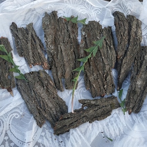 Natural Plum Tree Bark Pieces: Rustic Home Decor, Wood Crafts