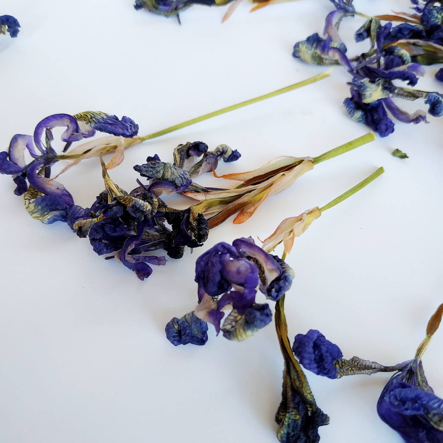 Dried blue iris flowers 12 pcs for resin art. Biodegradable Etsy