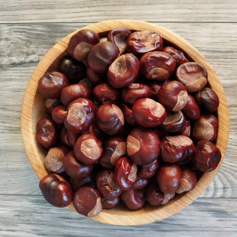 100 pcs horse chestnuts. Real organic dried chestnuts. Etsy