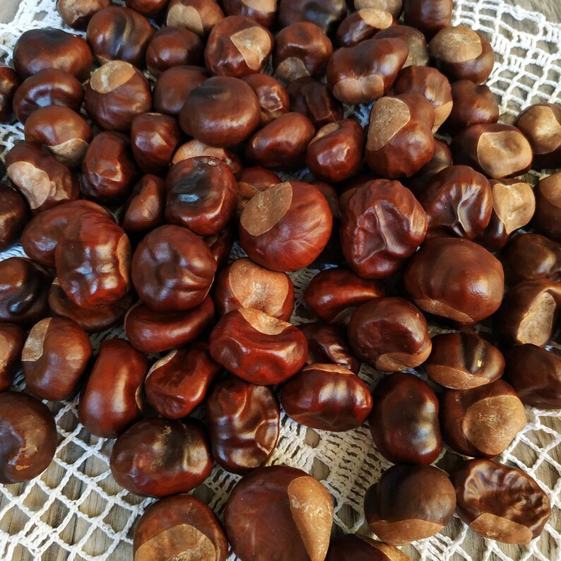 100 pcs horse chestnuts. Real organic dried chestnuts. Etsy