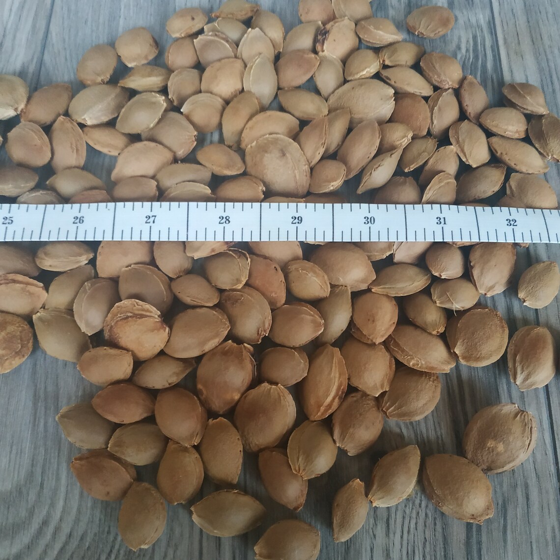 130 Pcs Apricot Pits. Real Organic Dried Apricot Pits. Apricot Etsy